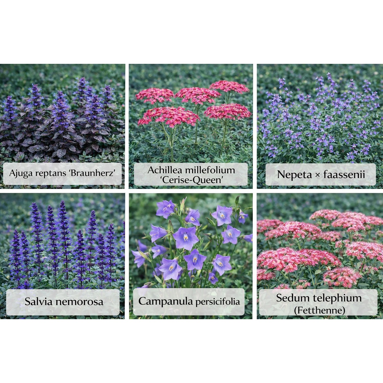 Themenset Bienen- & Nützlingsmagnet Set à 18 Stück Topf ca. 9 cm