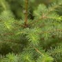 Nahaufnahme der blaugrünen Nadeln einer Serbischen Fichte (Picea Omorika), Hausbaum.