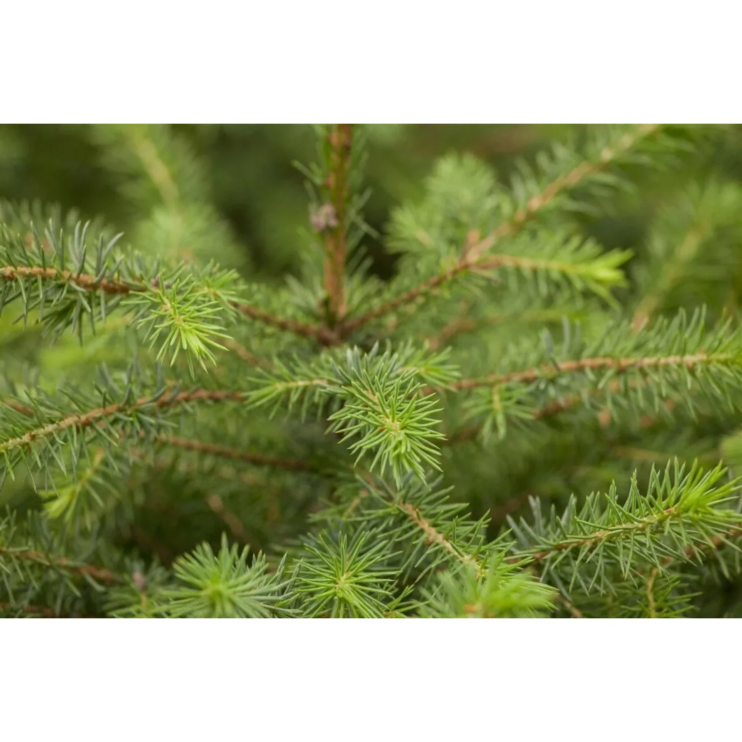 Nahaufnahme der blaugrünen Nadeln einer Serbischen Fichte (Picea Omorika), Hausbaum.