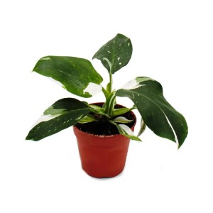Exotenherz Philodendron White Princess im 12cm Topf, weiß-grüne Blätter.