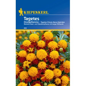Kiepenkerl Tagetes Orangeflamme, orangerote Studentenblumen für Beet und Balkon.