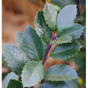 Detailaufnahme der Stechpalme Ilex Heckenblau mit ihren typischen, gezackten Blättern.