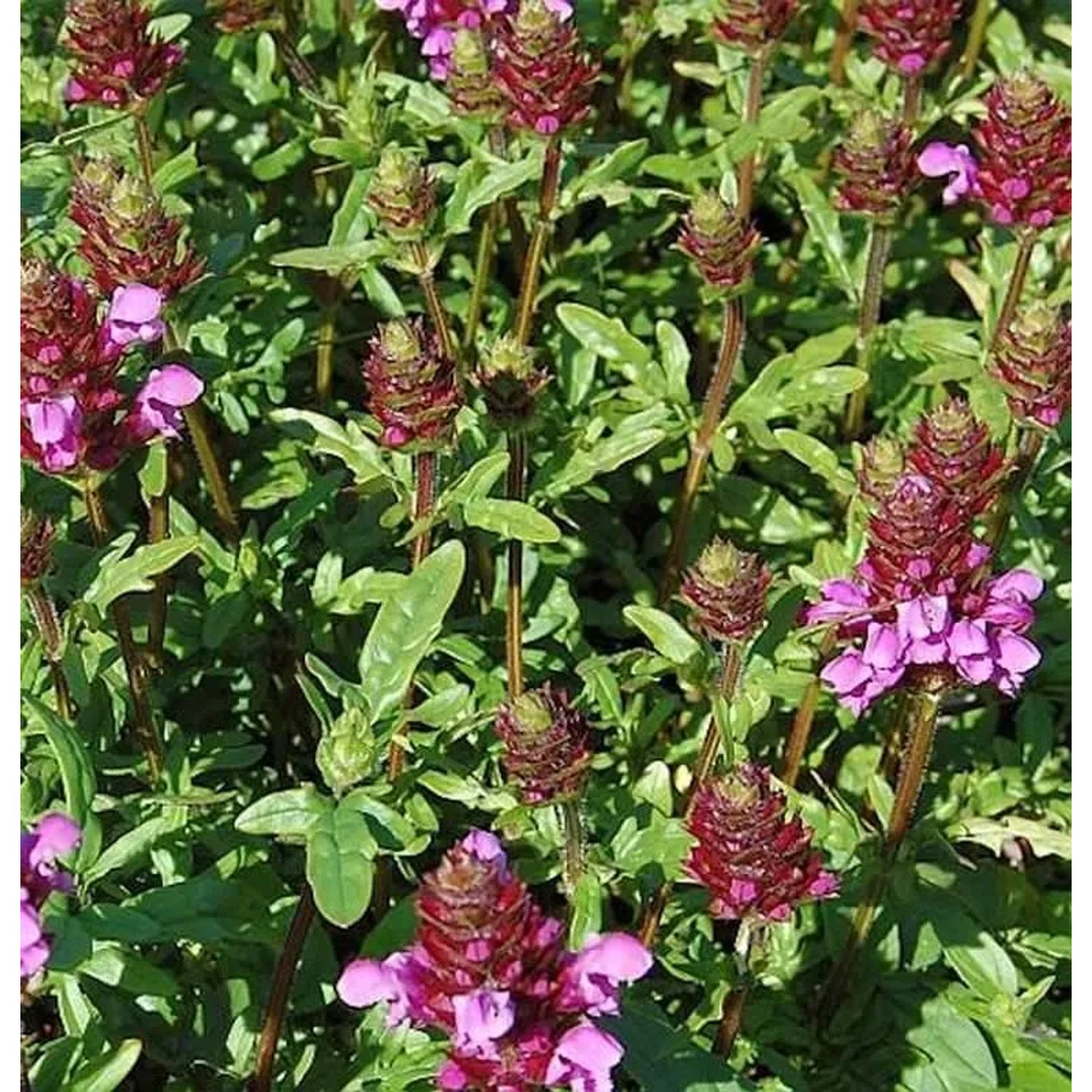Großblütige Braunelle Gruß an Isernhagen - Prunella grandiflora