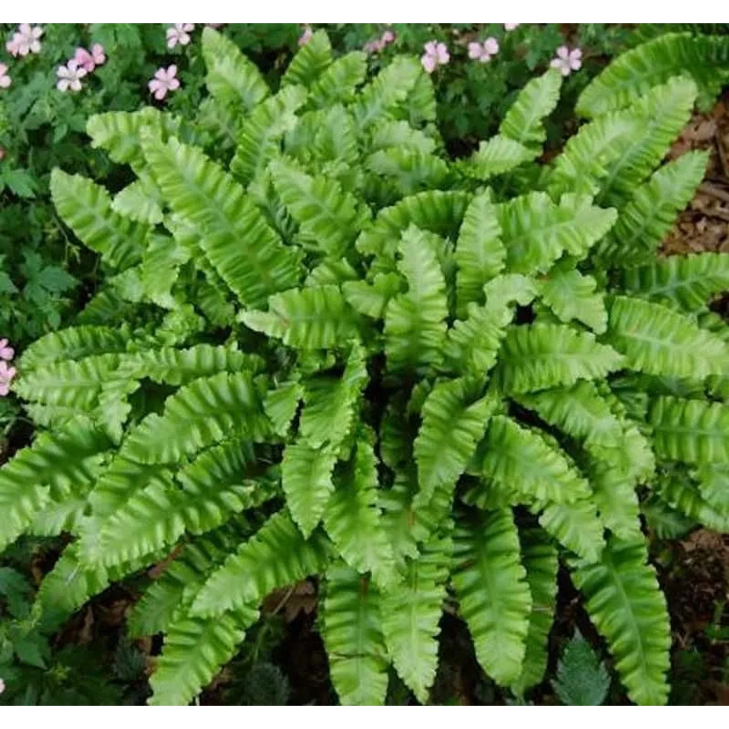 Hirschzungenfarn Crispa - Asplenium scolopendrium