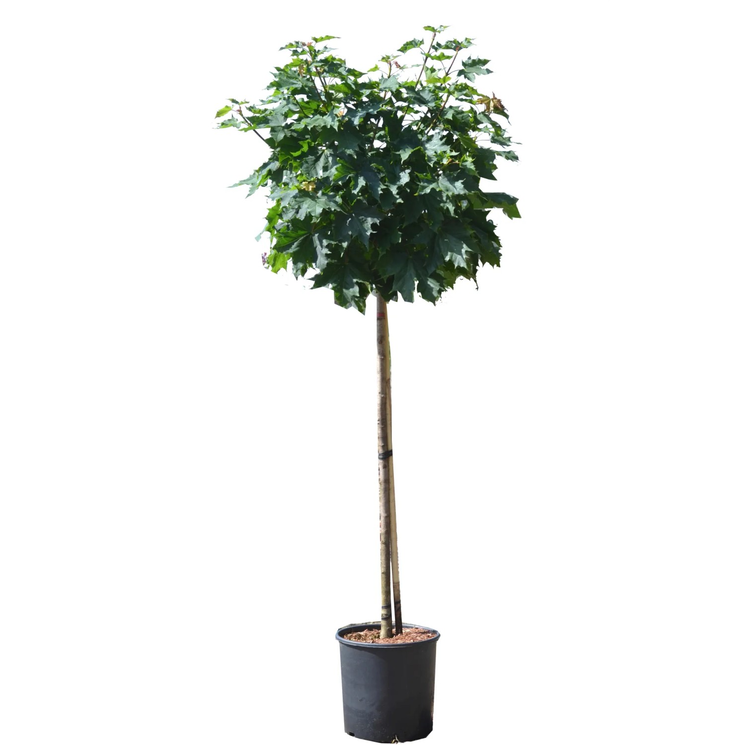 Spitzahorn "Globosum" Höhe ca. 125 cm Topf ca. 18 l Acer platanoides