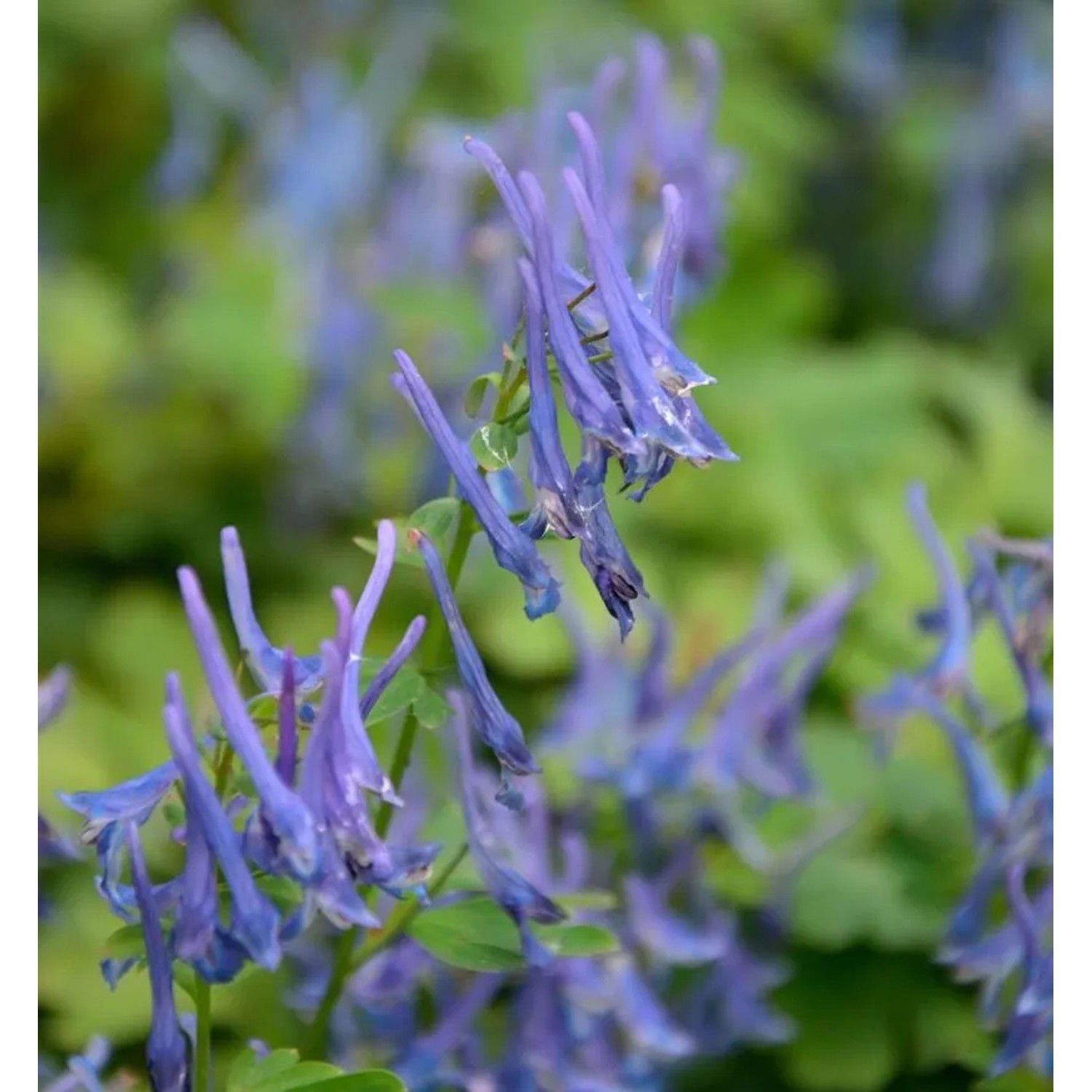 Lerchensporn Blue Summit - Corydalis elata