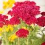 Farbset Rosa und Rot: Rote Schafgarbe und andere Stauden im 9 cm Topf.