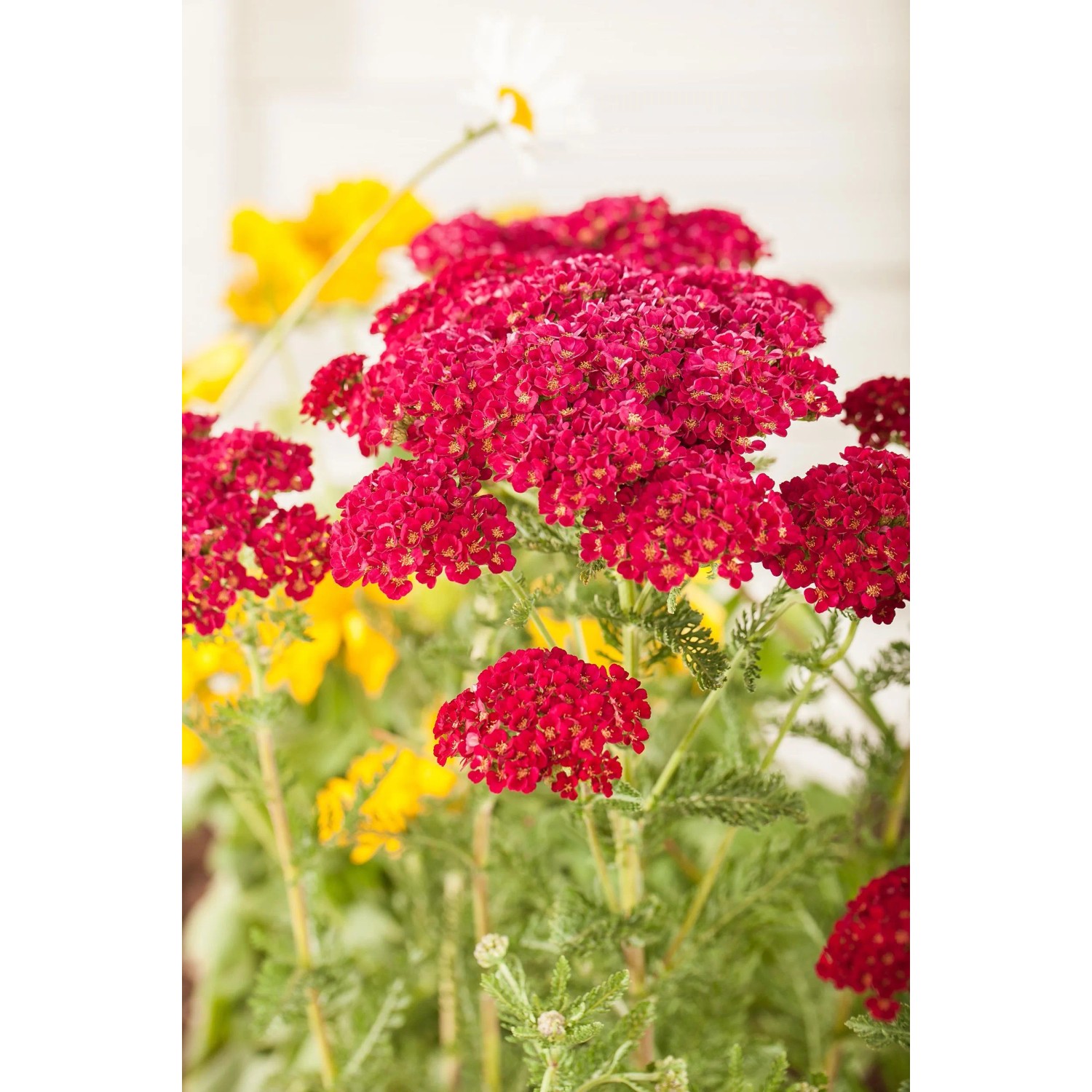 Farbset Rosa und Rot: Rote Schafgarbe und andere Stauden im 9 cm Topf.