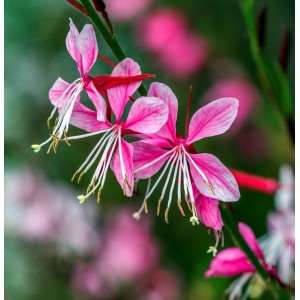 Nahaufnahme der Prachtkerze Gaudi Pink (Gaura lindheimeri) mit pinkfarbenen Blüten und weißen Staubfäden.