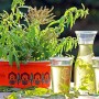 Blu Bio-Zitronenverbene im Topf mit Getränken. Küchenkräuter mit zitronenähnlichem Duft.