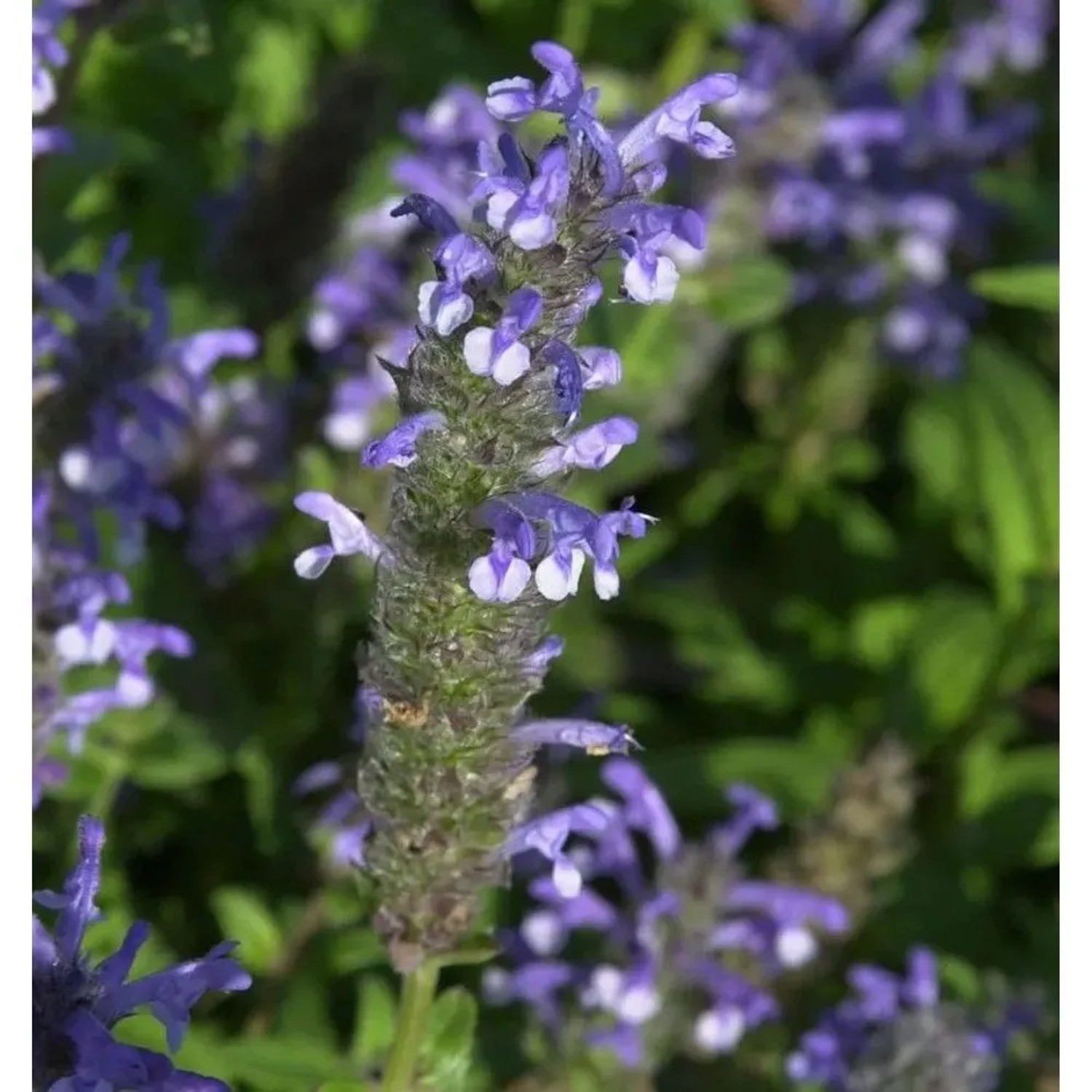 Kaschmir Katzenminze - Nepeta nervosa