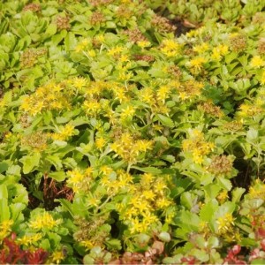 Nahaufnahme der gelb blühenden Kamtschatka Fetthenne (Sedum kamtschaticum) im Garten.