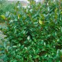 Immergrüne Ilex 'Blue Prince' Heckenpflanze mit glänzend grünen Blättern.