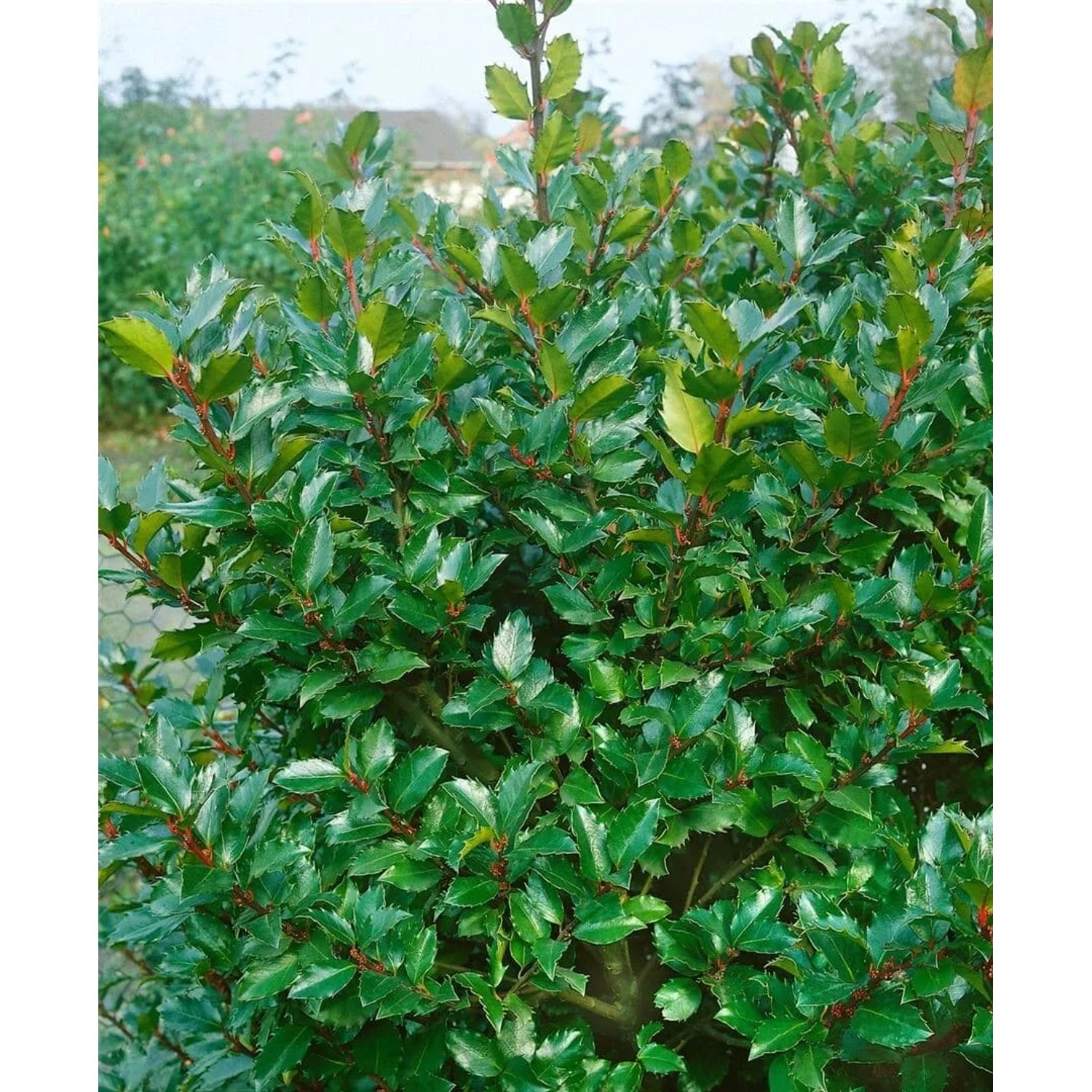 Immergrüne Ilex 'Blue Prince' Heckenpflanze mit glänzend grünen Blättern.