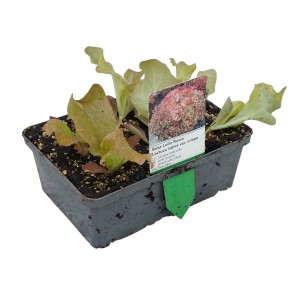 Salat Lollo Rosso Grün im 6er-Pack mit Wurzelballen im Topf.