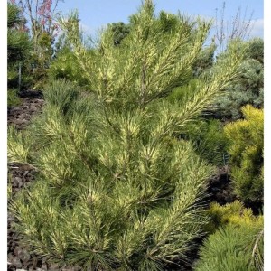 Japanische Rotkiefer Oculus Draconis 70-80cm - Pinus densiflora