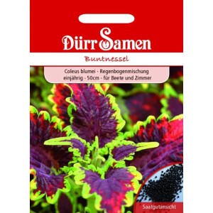 Dürr Samen Buntnessel Regenbogenmischung Saatgut. Farbenprächtige Coleus blumei Blätter in Lila, Rot, Grün; Samenansicht.