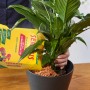 Seramis Pflanzgranulat wird in einen Topf mit Zimmerpflanze gefüllt.