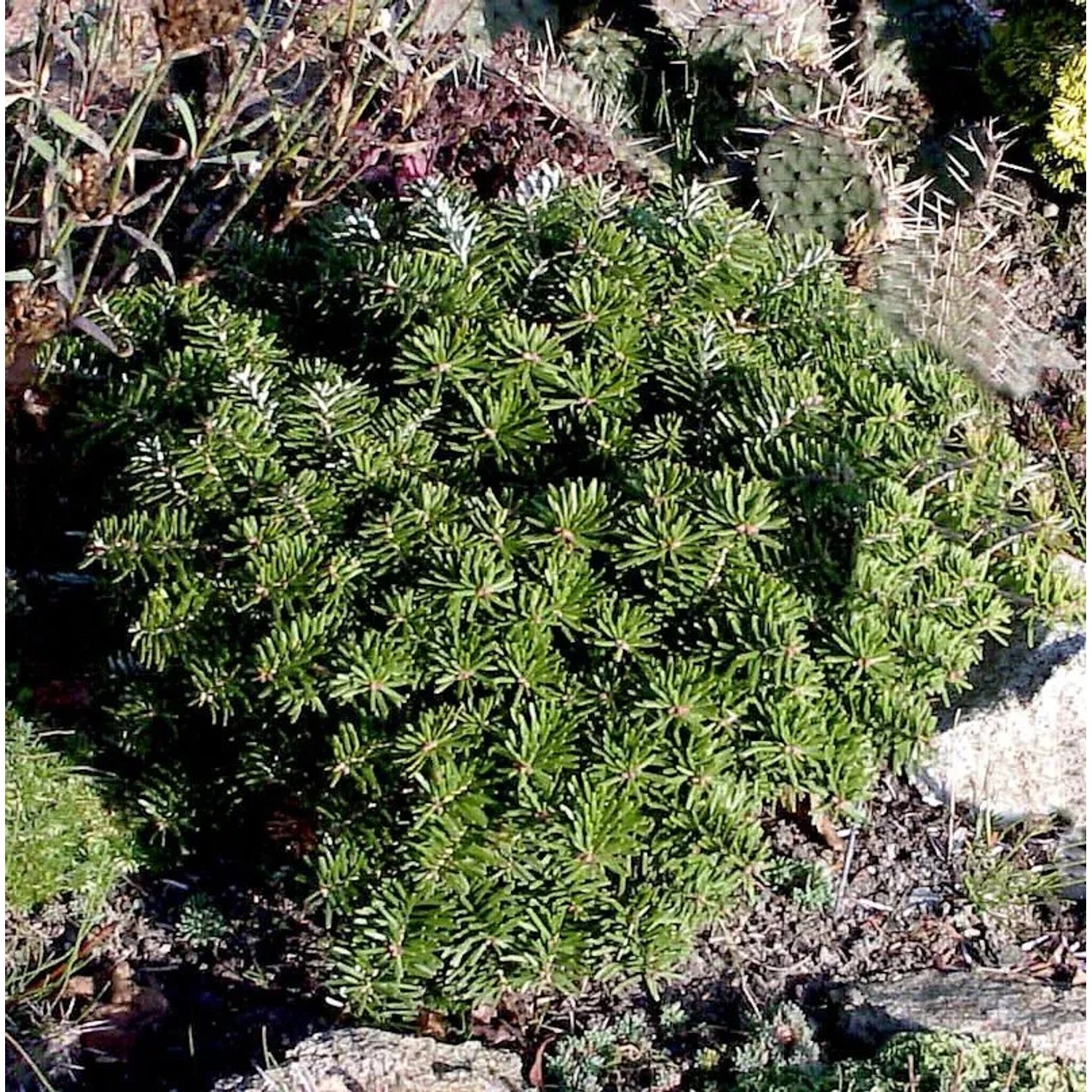 Zwerg Koreatanne Tundra 25-30cm - Abies koreana