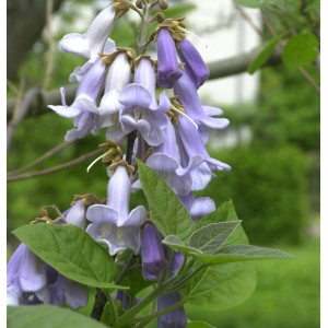 Blauglockenbaum (Paulownia tomentosa) mit lilafarbenen Blüten und grünen Blättern.