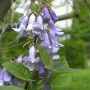 Nahaufnahme des Blauglockenbaums (Paulownia tomentosa) mit violetten, glockenförmigen Blüten und grünen Blättern.