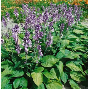Funkie 'Hyacinthina' mit lila Blüten und grünen Blättern im Beet, Stauden.