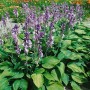 Funkie 'Hyacinthina' mit lila Blüten und grünen Blättern im Beet, Stauden.