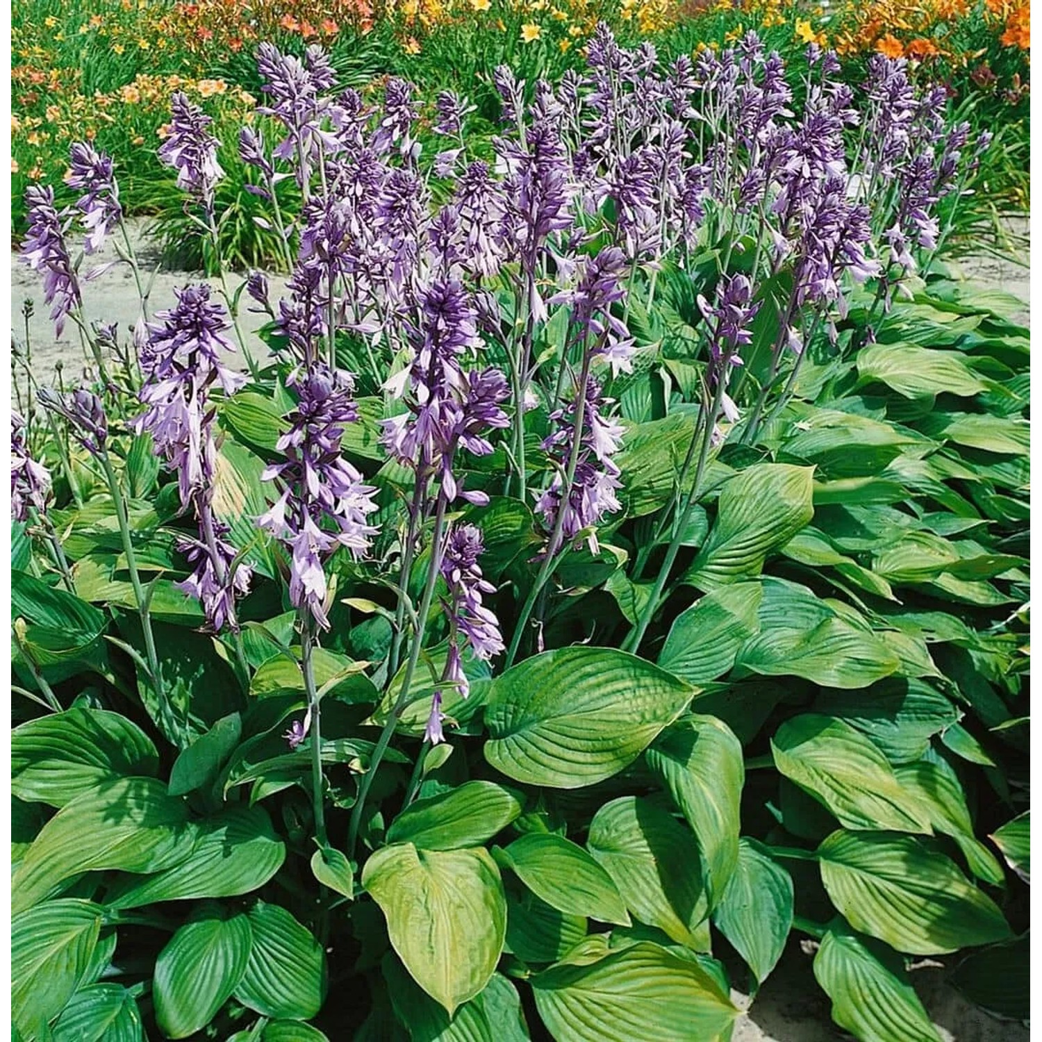 Funkie 'Hyacinthina' mit lila Blüten und grünen Blättern im Beet, Stauden.