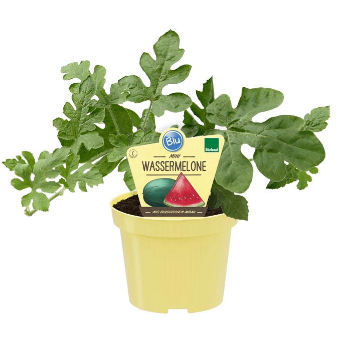 Wassermelone Pflanzen Kaufen