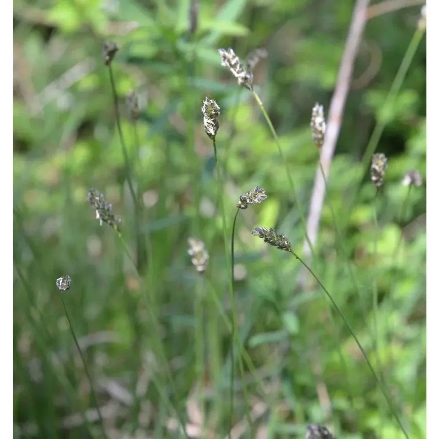 Einblütiges Perlgras - Melica uniflora