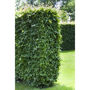 Grüne Hainbuche (Carpinus betulus), ca. 60-80 cm hoch, im Topf, geeignet für Hecken.