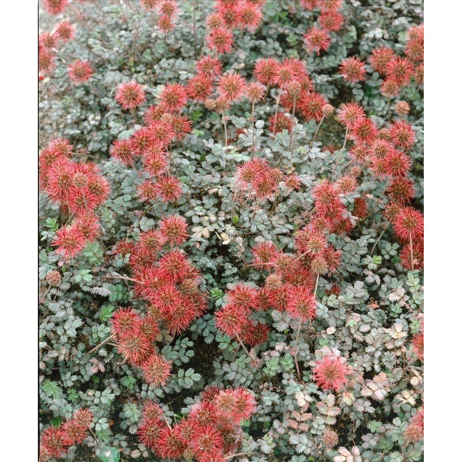 Kupferfarbener Bodendecker: Acaena Microphylla 'Kupferteppich' mit kleinen, stacheligen Blüten.