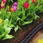 LUX Perlschlauch Classic 13 mm im Einsatz zur Bewässerung von Tulpen im Garten.