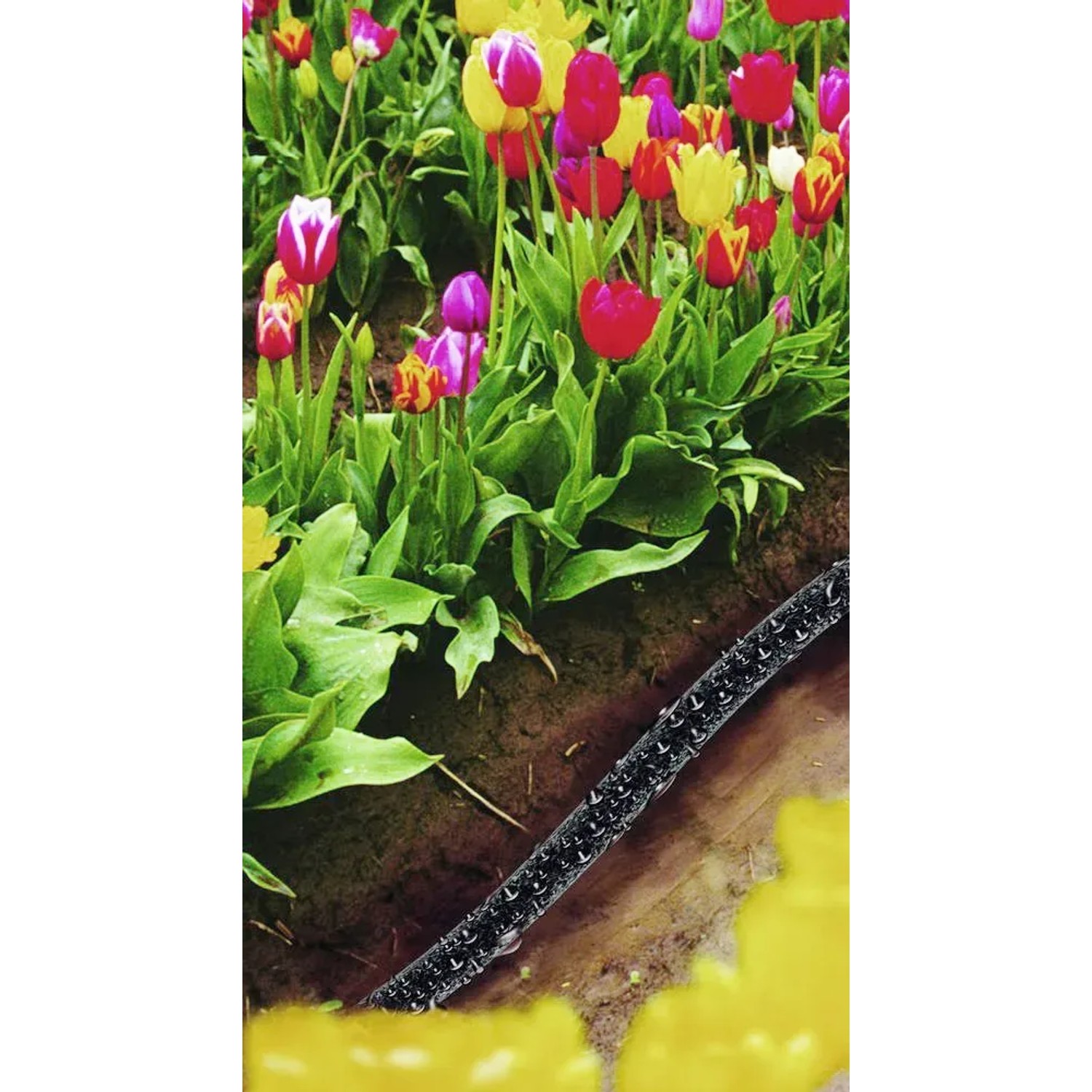 LUX Perlschlauch Classic 13 mm im Einsatz zur Bewässerung von Tulpen im Garten.