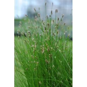 Grüne Nadelsimse (Eleocharis Acicularis) im 9x9 cm Topf, dichte, grasartige Staude für Wassergärten.