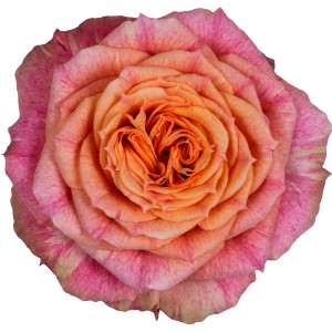 Nahaufnahme einer orangefarbenen GROW by OBI Zimmerrose mit pinkfarbenen Akzenten.