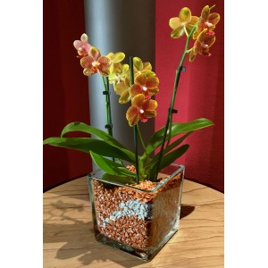 Gelb-orange Orchidee in Glasvase mit Colomi Orchideengranulat.