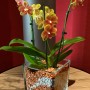 Gelb-orange Orchidee in Glasvase mit Colomi Orchideengranulat.