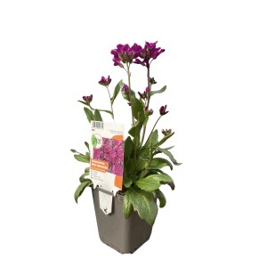 Gänsekresse 'Rote Sensation' im 9 cm Topf, rote Blüten, bienenfreundliche Staude für Steingärten.