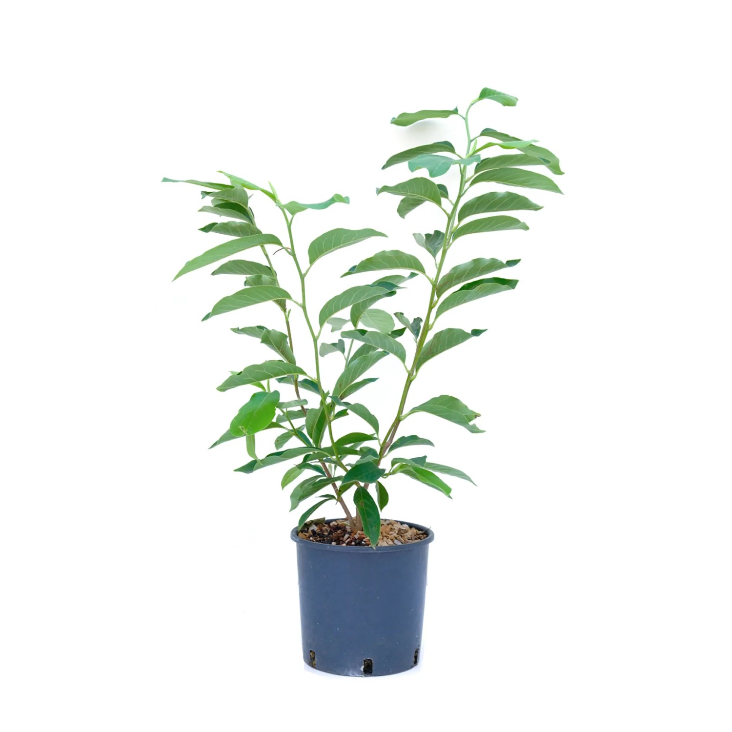 GROW by OBI Tulpen-Magnolie Höhe ca. 100 cm Topf ca. 10 l Magnolia soulangeana