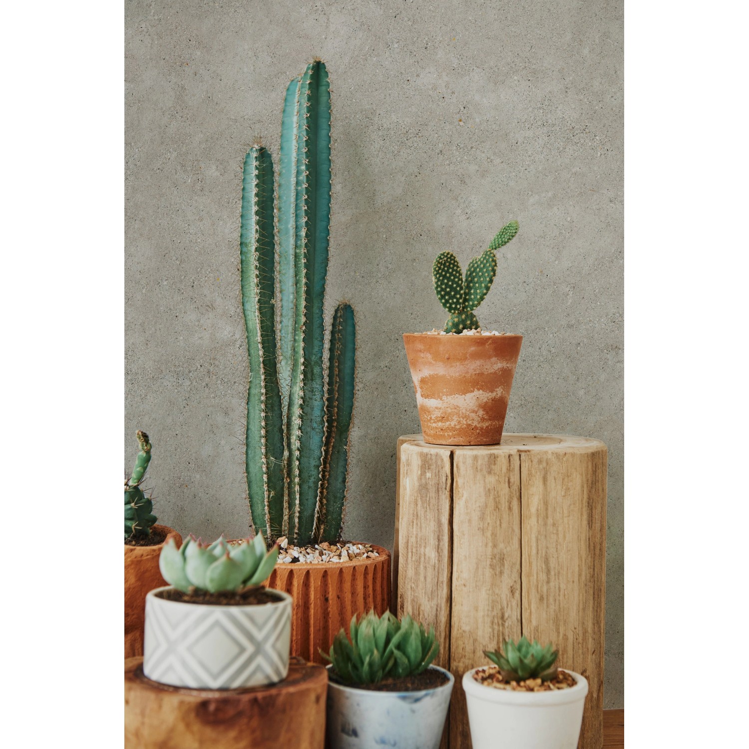 Verschiedene Kakteen und Sukkulenten in Töpfen vor einer grauen Wand.