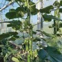 Grow by OBI Minigurke (Cucumis sativus) im Topf, mit grünen Gurken und Blättern.