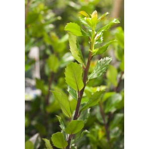 Detailaufnahme der Stechpalme 'Blue Prince' (30-40 cm) mit glänzend grünen Blättern.