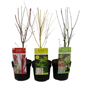 Fächerahorn in bunten Sorten, ca. 40-60 cm hoch im 3l Topf.