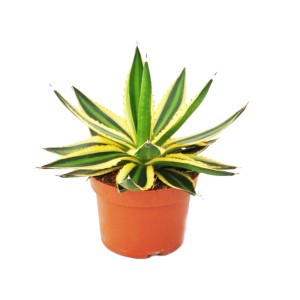 Exotenherz Agave Lophanta Quadricolor im 12cm Topf, eine vierfarbige Sukkulente.