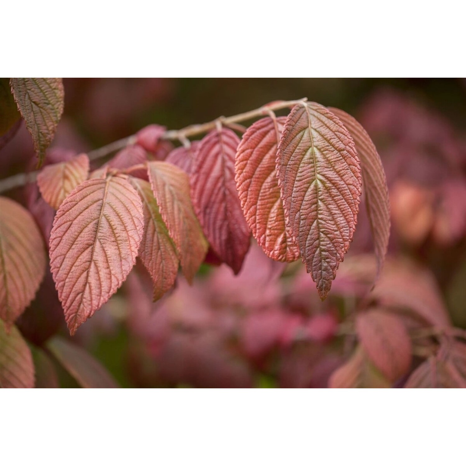 Viburnum Plicatum Mariesii Japanischer Schneeball 30–40 cm günstig online kaufen