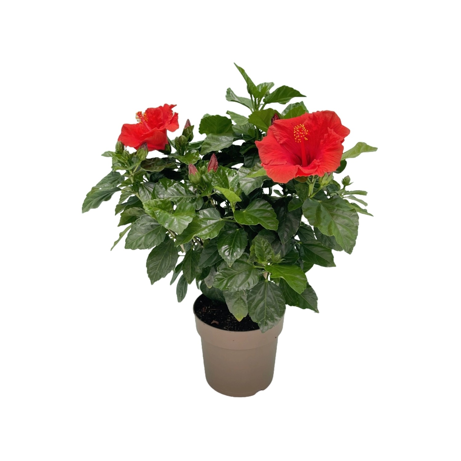 GROW by OBI Hibiskus Höhe ca. 50 cm Hibiscus rosasinensis kaufen bei OBI