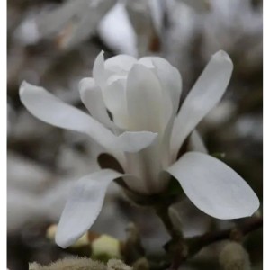 Nahaufnahme einer weißen Blüte der Sternmagnolie (Magnolia stellata).