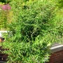 Gartenbambus Schwarzgrün (Fargesia murielae), 40-60cm, mit dichten, grünen Blättern.