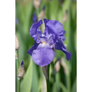 Violette Schwertlilie Alcazar im Topf, elegante Blüte für Beet und Garten.